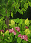 hydrangeas