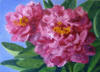 pink peonies