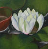 waterlily 1