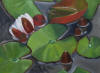 waterlily 2