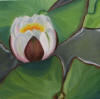 waterlily 4