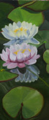 waterlily 5